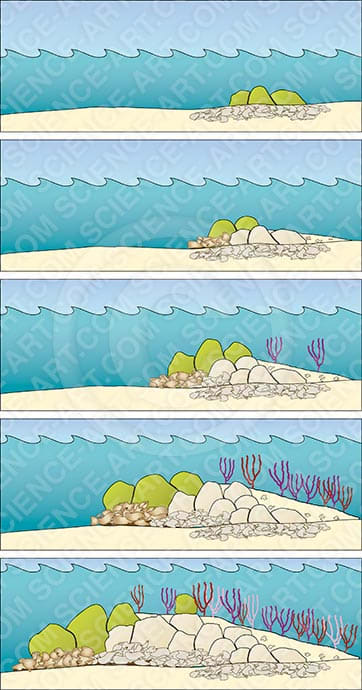 Evolution of a patch reef by Betsy Boynton 