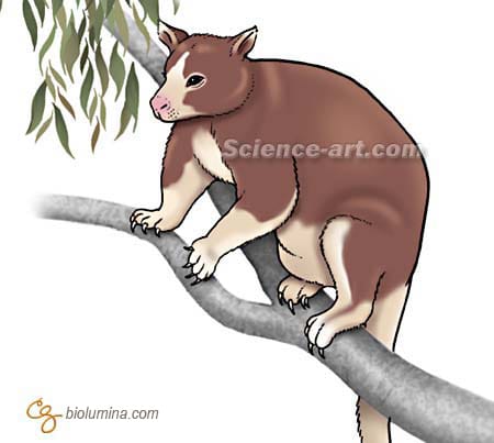 Tree Kangaroo by Chris Gralapp 