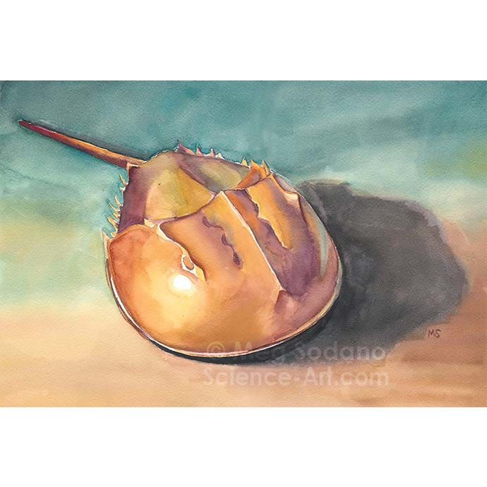 Horseshoe Crab by Meg Sodano 