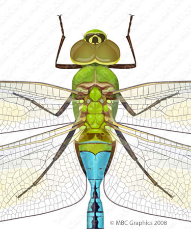 Green Darner Dragonfly - Detail by Erica Beade 