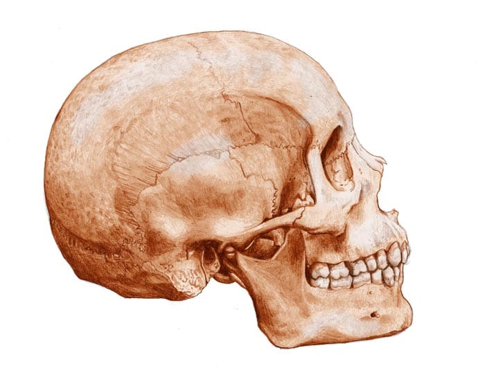 Sepia Human skull lateral view by Mesa Schumacher 