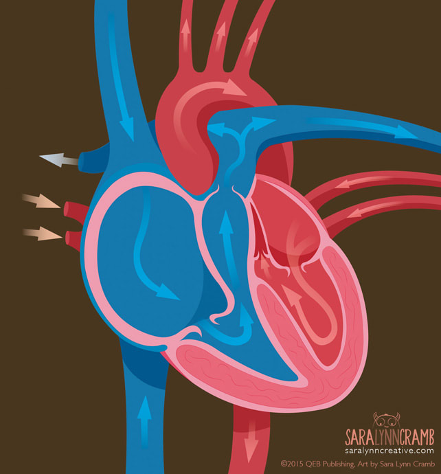 Heart Cross-Section Illustration by Sara Cramb 