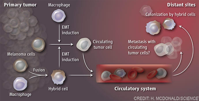 Role of tumor cell fusion in metastasis by Heather McDonald 