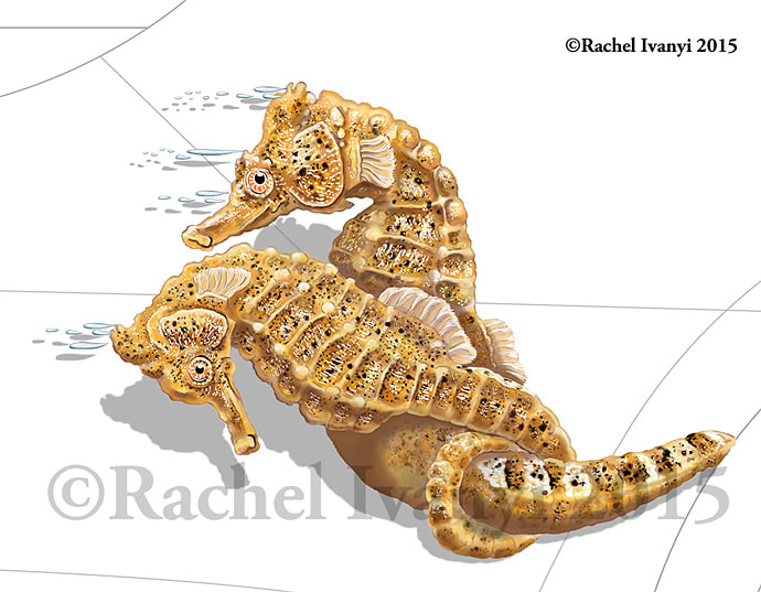 Seahorses catching a ride by Rachel Ivanyi, AFC 