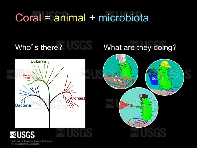 Coral = animal + microbiota by Betsy Boynton 