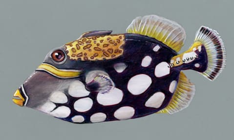 Clown Triggerfish by Patricia Latas 