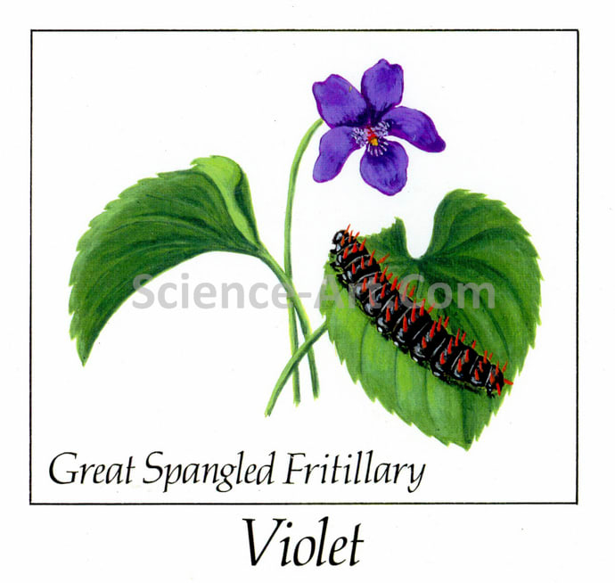 Great Spangled Fritillary on Violet by Margaret Garrison 