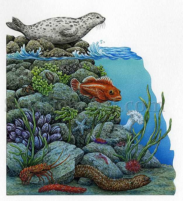 Tidal Zones by Carol Schwartz 