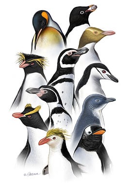 Penguins of the World by Jennifer Fairman, CMI, FAMI 