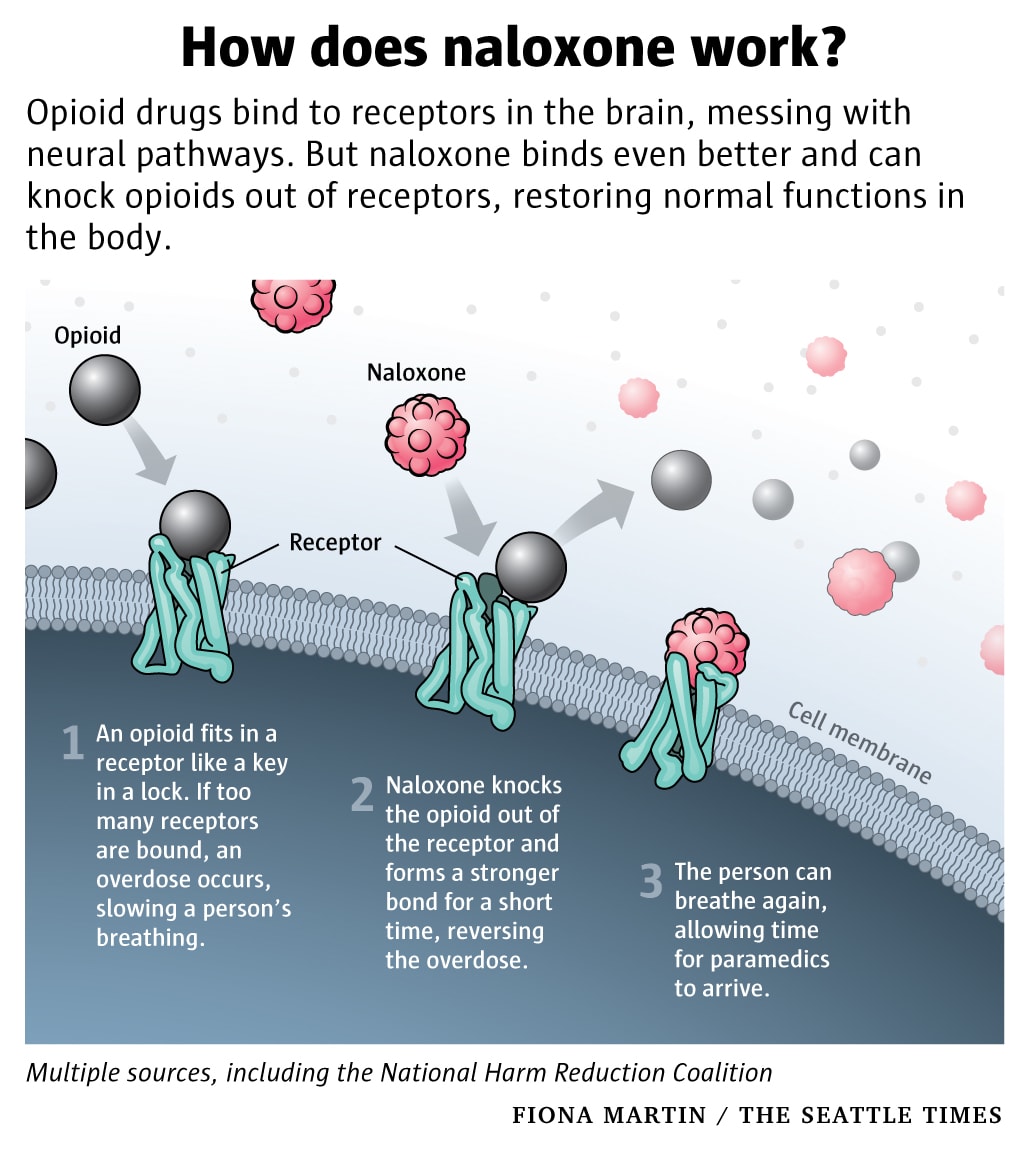 How does nalaxone work? by Fiona Martin 