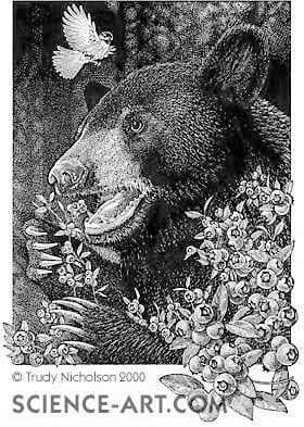 Black Bear Disturbed by Chickadee by Trudy Nicholson 