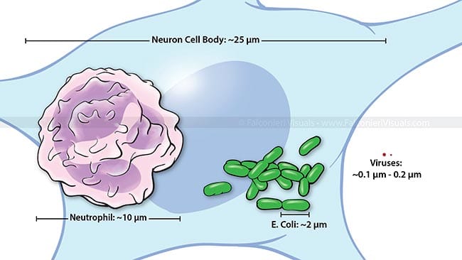 Neuron, immune cell, bacteria, and virus size by Veronica Falconieri Hays 