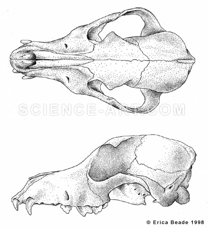 Dog Skull Illustration - Two Views by Erica Beade 