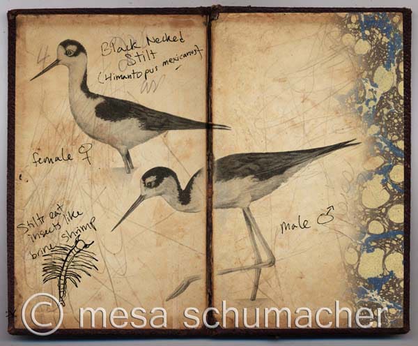 Stilt notebook sketch by Mesa Schumacher 