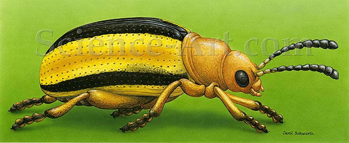 Lema trivittata beetle by Carol Schwartz 