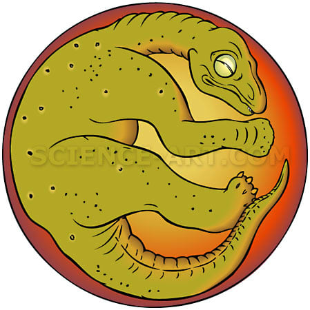 Titanosaur embryo - Dinosaurs of China by Marjorie Leggitt 