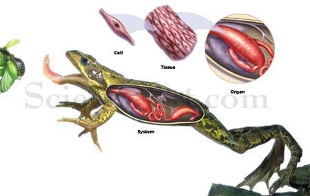 Frog digestive system by Rachel Ivanyi, AFC 