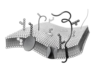 Cell Membrane by Kelly Finan 