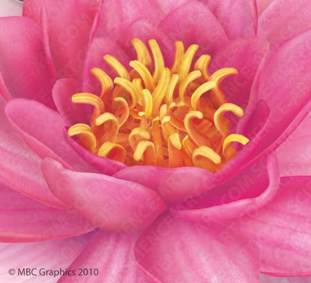 Fragrant Water Lily - Detail by Erica Beade 