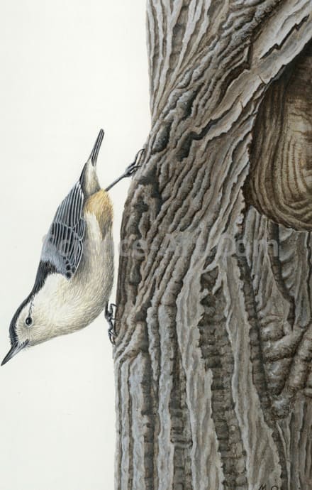 White-breasted Nuthatch by Margaret Garrison 