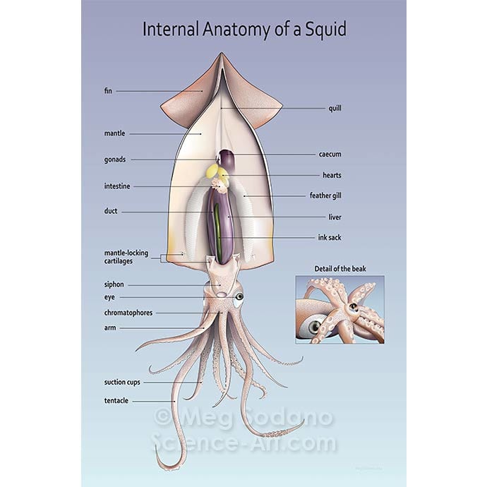 Internal Anatomy of a Short-finned Squid by Meg Sodano 