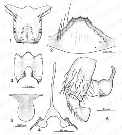 Blackfly Anatomy by John Norton 