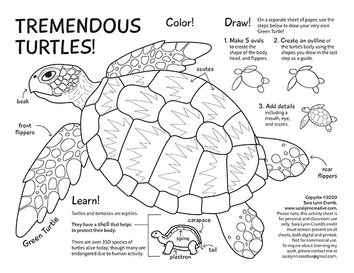 Tremendous Turtles Activity Page by Sara Cramb 