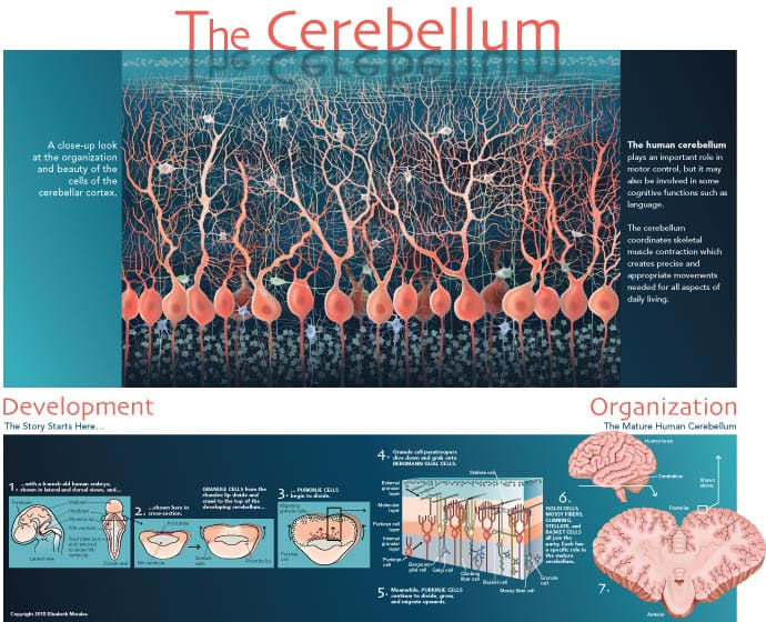 The Cerebellum by Elizabeth Morales 