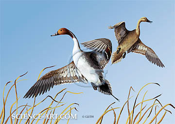 Pintail Ducks by Gail Guth 