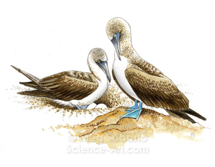 Blue-footed Boobies by Meg Sodano 