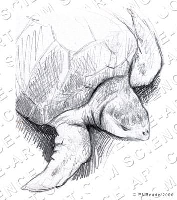Sea Turtle Drawing by Erica Beade 