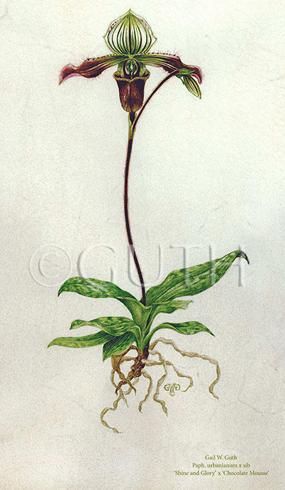 Slipper Orchid on vellum by Gail Guth 