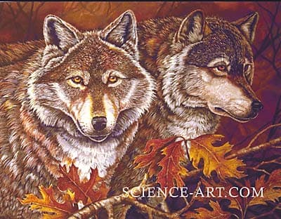 Autumn Wolves by Sandra Williams 