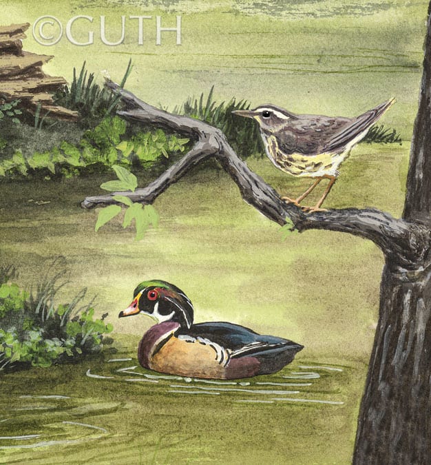 Detail: Wooduck-Louisiana Waterthrush by Gail Guth 