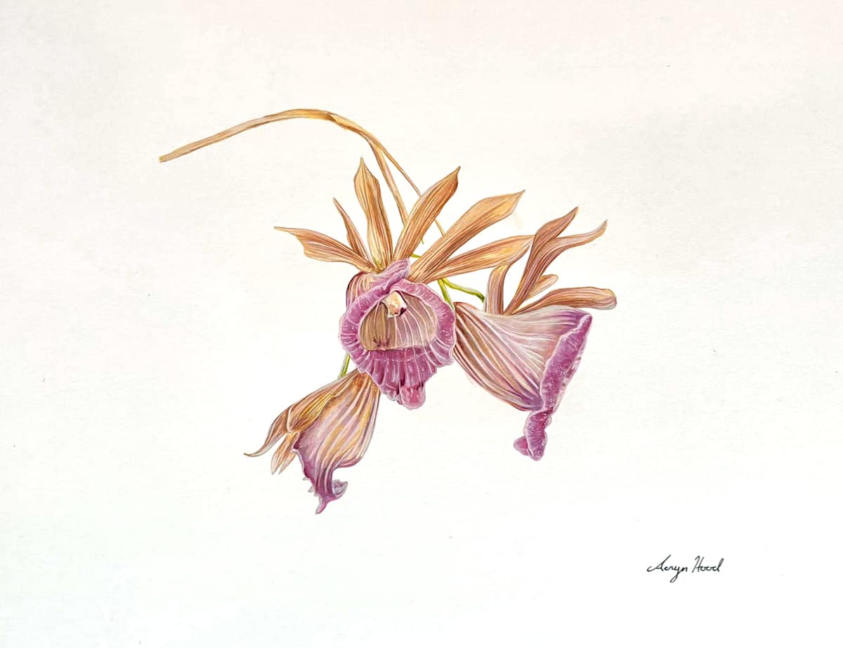 Orchid 001 (Bateman's Galeandra) by Aeryn Hood, Image 2.