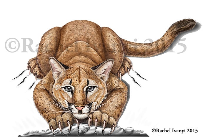 Cruz the Mountain Lion catching a ride by Rachel Ivanyi, AFC 