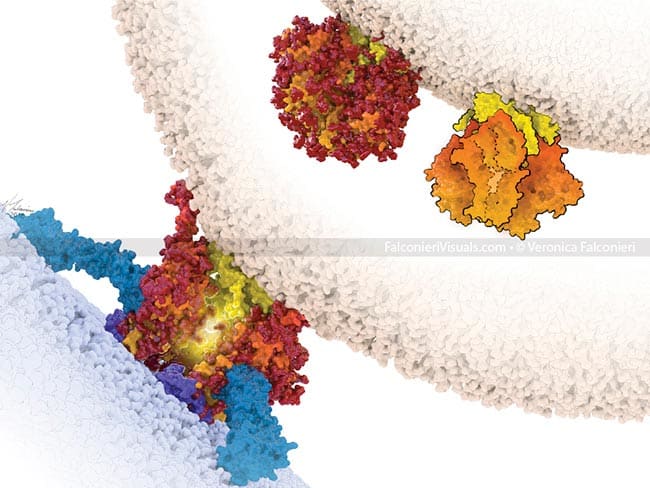 HIV Vaccine Target by Veronica Falconieri Hays 