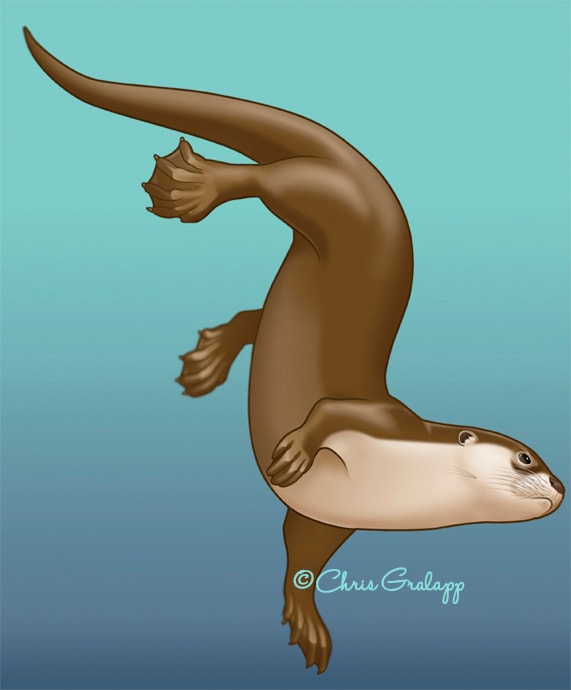 Smooth Coat Otter by Chris Gralapp 