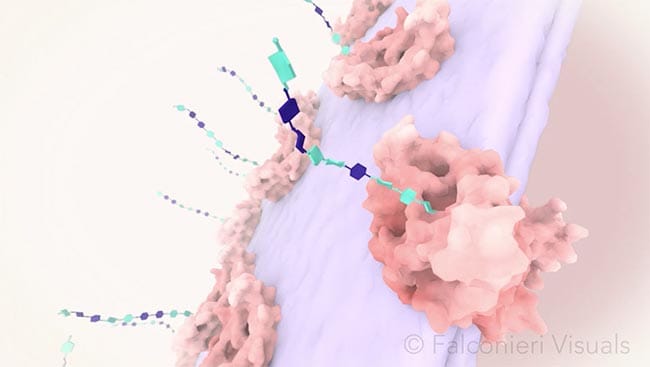 Glycosylated Membrane Protein by Veronica Falconieri Hays 