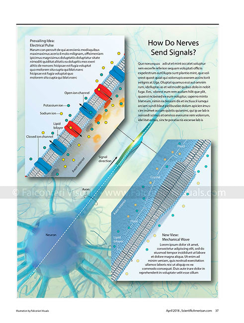 Nerve Signaling Theories by Veronica Falconieri Hays 