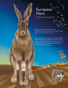 Hare (Lepus europaeus) by Elizabeth Morales 