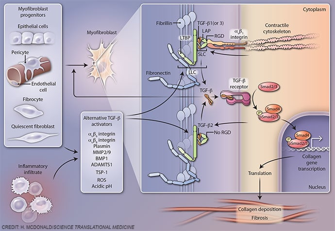 Fibrosis-mediating integrin by Heather McDonald 