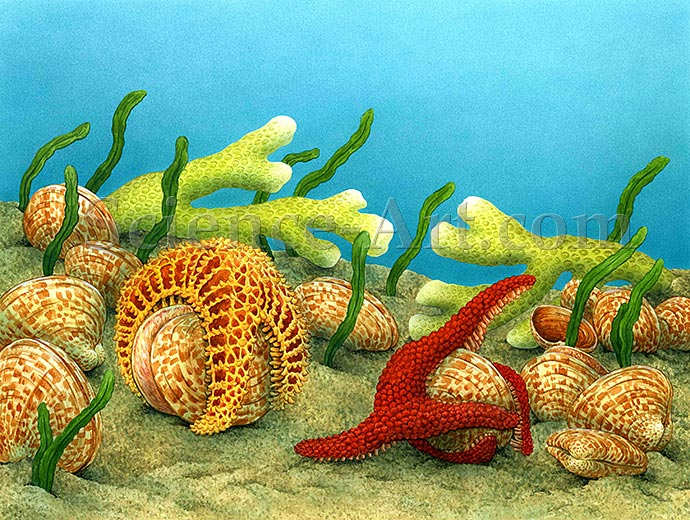 Starfish opening a Shell by Carol Schwartz 