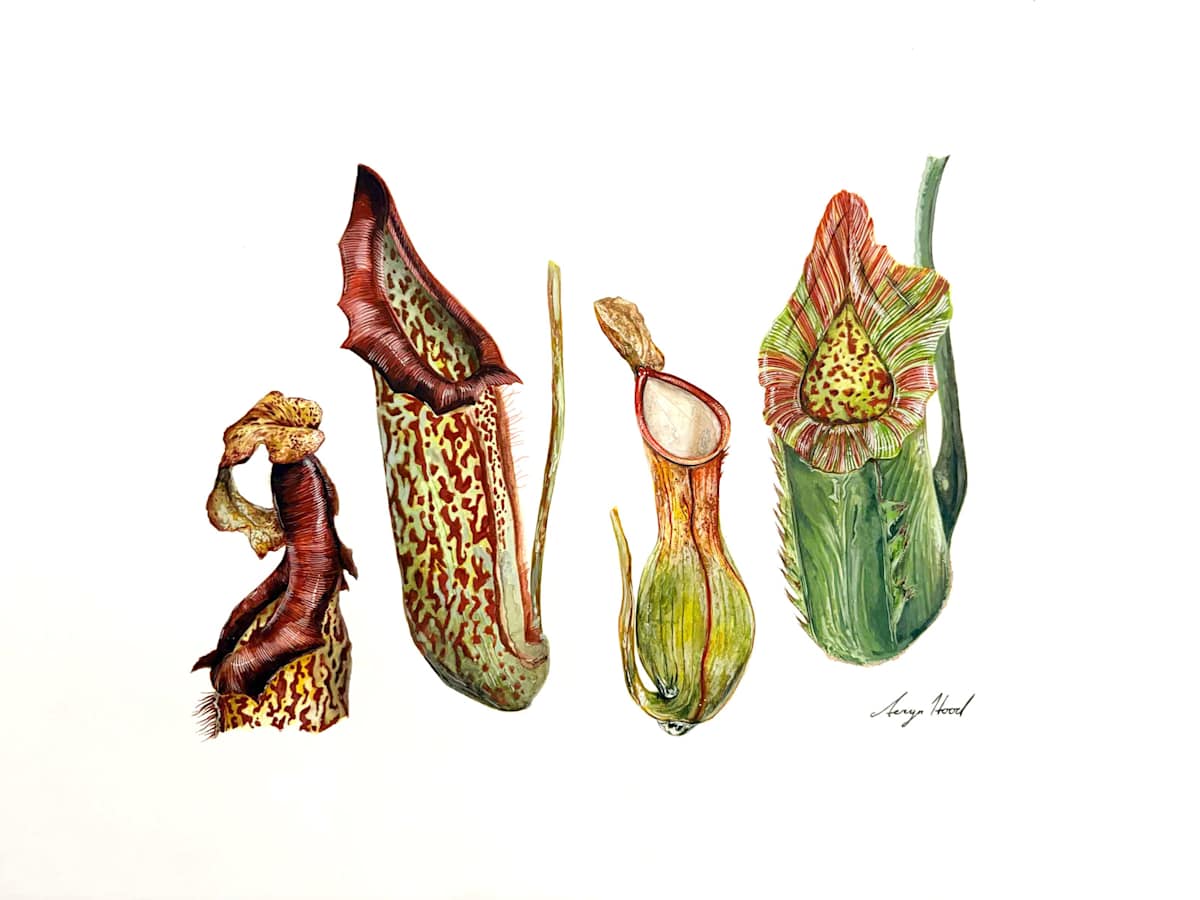A Collection of Pitcher Plants 001 by Aeryn Hood, Image 2.