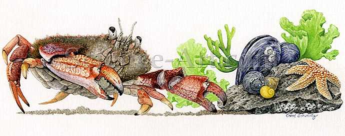 Jonah Crab by Carol Schwartz 