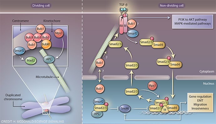 Dual role for mitotic checkpoint protein by Heather McDonald 