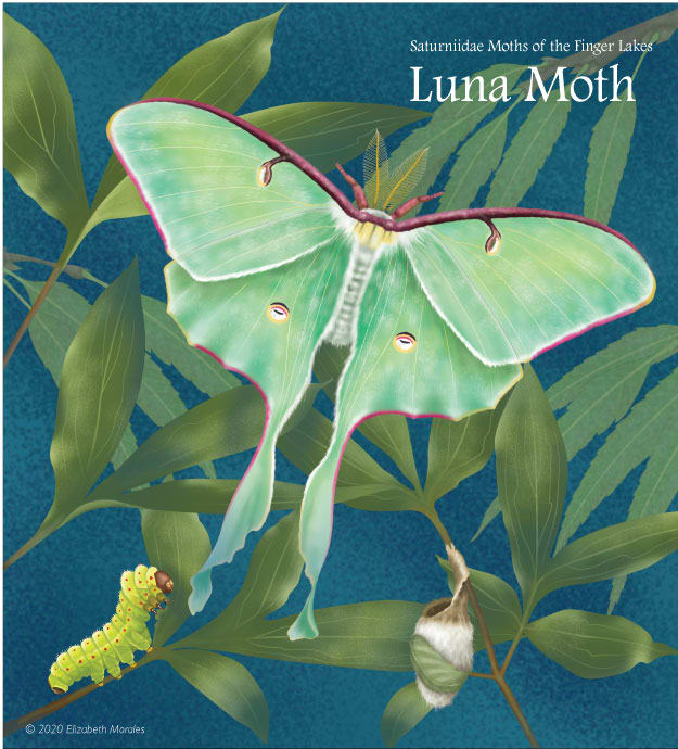 Luna Moth by Elizabeth Morales 