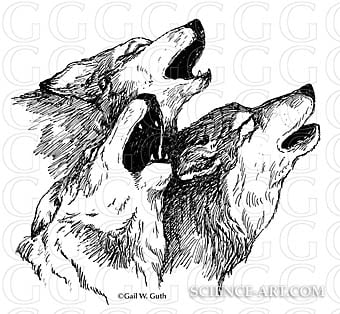 Howling Wolves by Gail Guth 