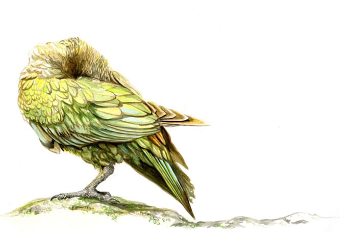 New Zealand Kea by Mesa Schumacher 