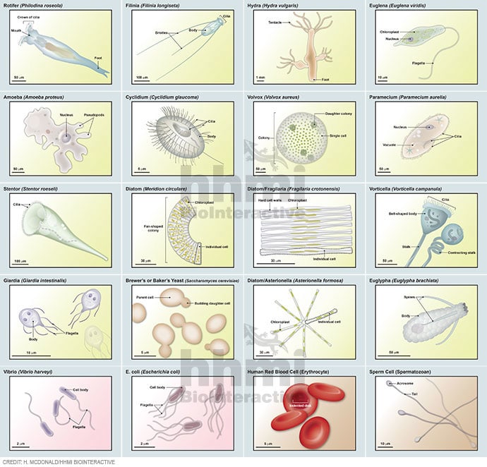 Cell and organism cards by Heather McDonald 